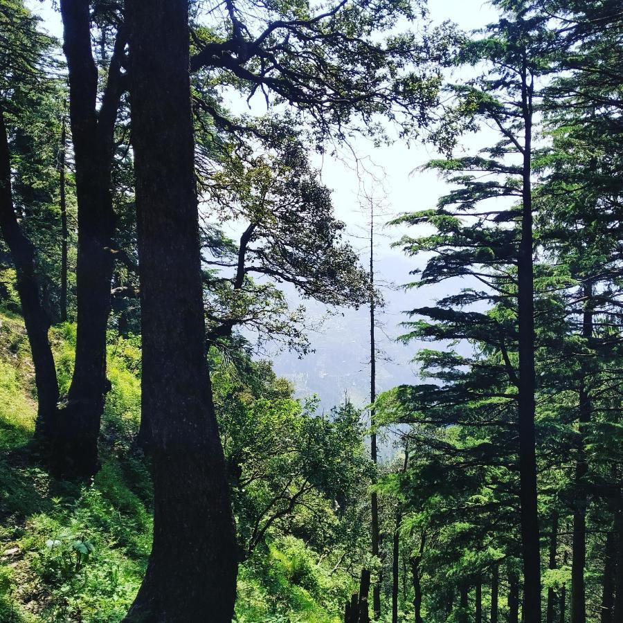 Shimla Pines Homestay Exterior photo
